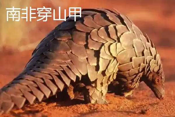 穿山甲有哪些不同的品种呢,穿山甲的品种插图2 穿山甲有哪些不同的品种呢,穿山甲的品种插图2