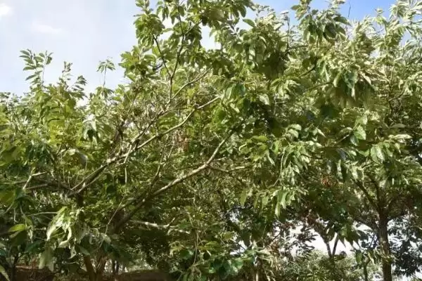 板栗枝枯病的种类及防治措施是,板栗枝枯病的种类及防治措施插图2 板栗枝枯病的种类及防治措施是,板栗枝枯病的种类及防治措施插图2
