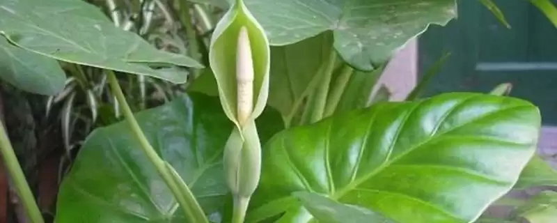 滴水观音春天的发芽时间,滴水观音春天何时能够发芽插图 滴水观音春天的发芽时间,滴水观音春天何时能够发芽插图