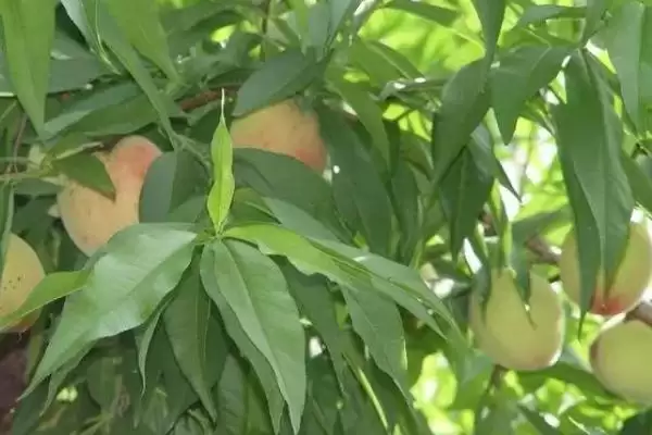 都昌大白桃的特点,都昌大白桃具有哪些特点优势插图1 都昌大白桃的特点,都昌大白桃具有哪些特点优势插图1