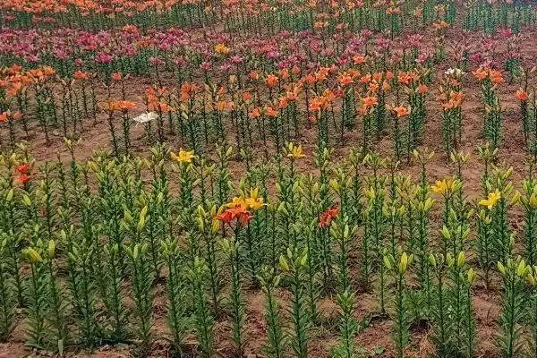 百合花基本介绍,百合花是怎样的常见观赏植物插图1