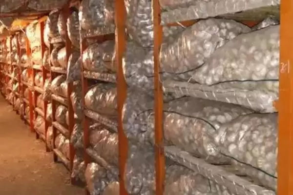 大蒜的腌制方法种类介绍,大蒜怎么腌制有哪些不同方法插图4 大蒜的腌制方法种类介绍,大蒜怎么腌制有哪些不同方法插图4