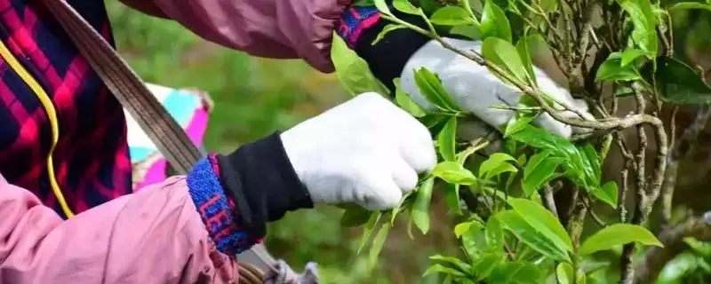 茶树采摘后如何进行管理呢,茶树采摘后的管理方法插图 茶树采摘后如何进行管理呢,茶树采摘后的管理方法插图
