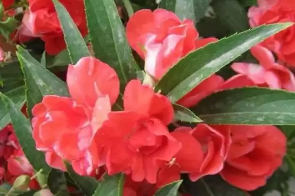 茶花凤仙有哪些基本的情况呢,茶花凤仙简介插图2
