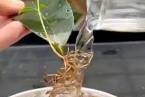 倒挂金钟的水培方法步骤,倒挂金钟如何进行水培的操作插图2 倒挂金钟的水培方法步骤,倒挂金钟如何进行水培的操作插图2