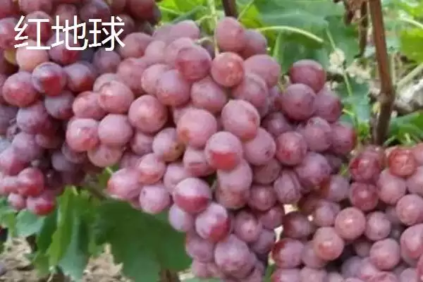 大泽山葡萄的品种特点,大泽山葡萄是什么葡萄以什么品种为主插图6 大泽山葡萄的品种特点,大泽山葡萄是什么葡萄以什么品种为主插图6