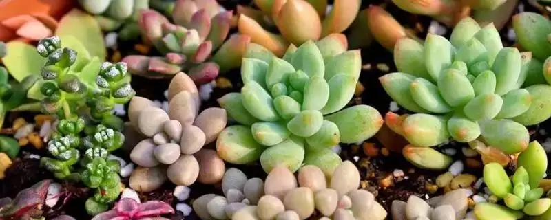 多肉冬季黑腐的原因,多肉在冬季出现黑腐的原因是什么插图 多肉冬季黑腐的原因,多肉在冬季出现黑腐的原因是什么插图