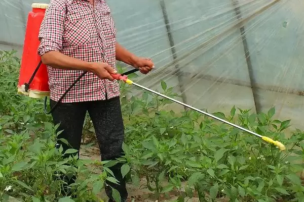种植蔬菜选叶面肥有何注意点？插图3