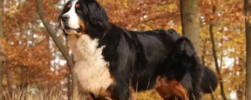 伯恩山犬好不好养及养殖要点呢,伯恩山犬好不好养-会东网