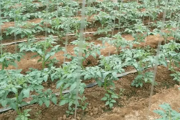 番茄的种植管理,番茄的种植管理方法从哪里开始插图1
