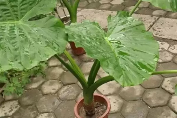 滴水观音春天的发芽时间,滴水观音春天何时能够发芽插图2 滴水观音春天的发芽时间,滴水观音春天何时能够发芽插图2