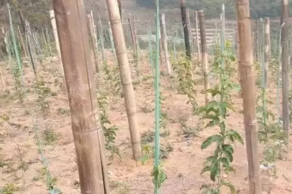 百香果广泛种植地,百香果在哪些热带亚热带地区广植插图8