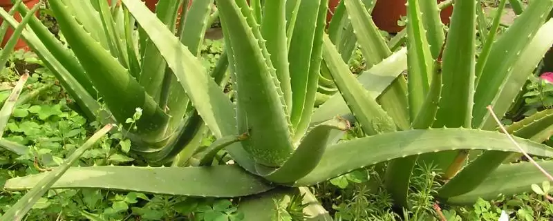 不用勤浇水的室内盆栽植物有哪些,不用勤浇水的省心室内盆栽植物插图 不用勤浇水的室内盆栽植物有哪些,不用勤浇水的省心室内盆栽植物插图
