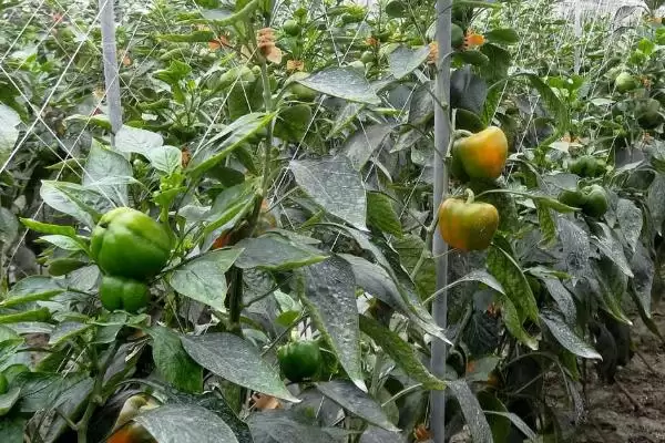 彩椒的种植方法和要点有哪些呢,彩椒怎么种插图1 彩椒的种植方法和要点有哪些呢,彩椒怎么种插图1
