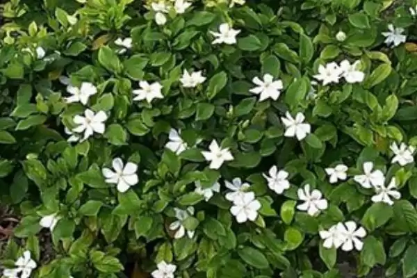 大叶和小叶栀子花的区别,大叶栀子花与小叶栀子花有何区别插图3 大叶和小叶栀子花的区别,大叶栀子花与小叶栀子花有何区别插图3