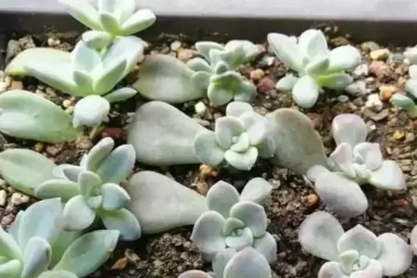 多肉植物叶片生根时间,多肉植物叶片多久可以生根抽芽时间插图3 多肉植物叶片生根时间,多肉植物叶片多久可以生根抽芽时间插图3