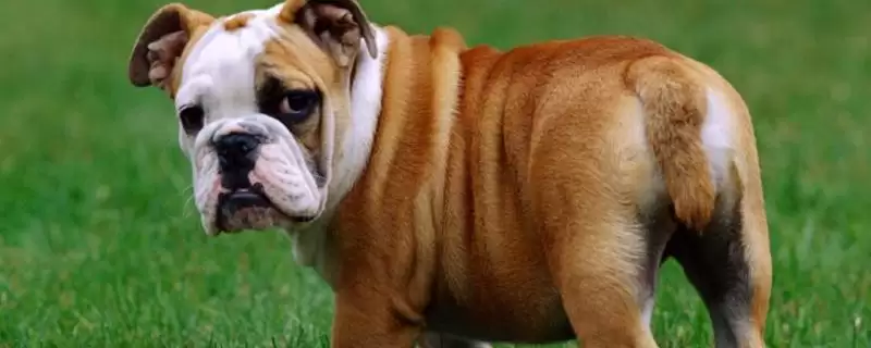 斗牛犬的种类划分,斗牛犬的种类在不同国家有何特点插图 斗牛犬的种类划分,斗牛犬的种类在不同国家有何特点插图