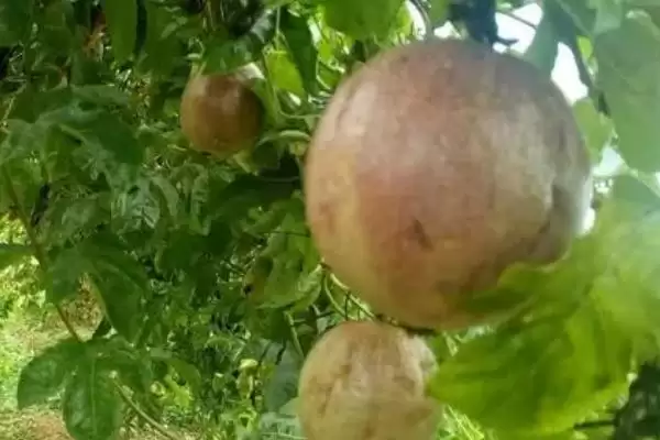 百香果的养殖方法,百香果如何进行养殖插图3 百香果的养殖方法,百香果如何进行养殖插图3