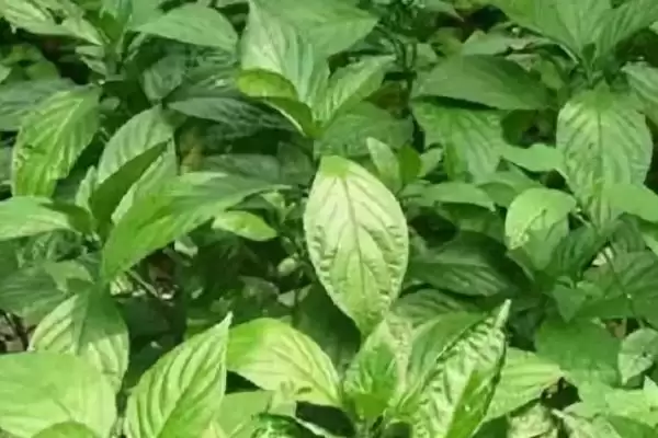 大青叶是一种怎样的植物,大青叶是什么植物插图2 大青叶是一种怎样的植物,大青叶是什么植物插图2