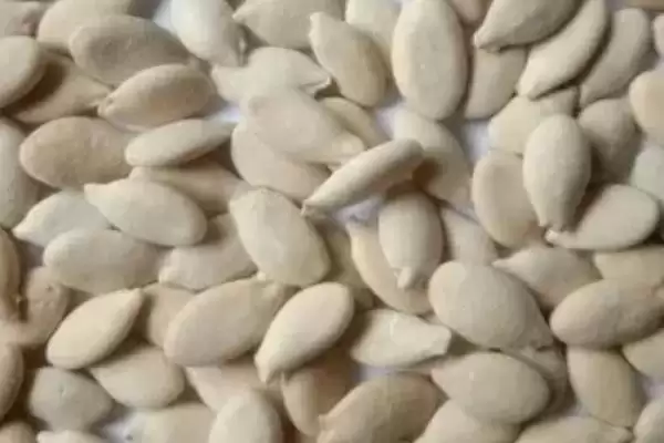 冬瓜露地种植的时间,冬瓜露地种植时间在什么季节插图3 冬瓜露地种植的时间,冬瓜露地种植时间在什么季节插图3