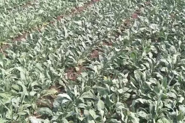 板蓝根的种植技术有哪些要点呢,板蓝根的种植技术插图4 板蓝根的种植技术有哪些要点呢,板蓝根的种植技术插图4