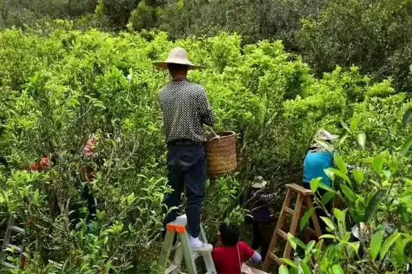 茶树采摘后如何进行管理呢,茶树采摘后的管理方法插图1 茶树采摘后如何进行管理呢,茶树采摘后的管理方法插图1