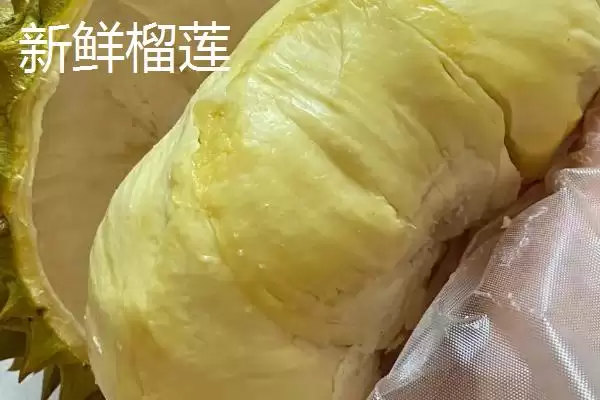 冻榴莲和鲜榴莲区别,冻榴莲和新鲜榴莲有哪些方面的区别插图2 冻榴莲和鲜榴莲区别,冻榴莲和新鲜榴莲有哪些方面的区别插图2