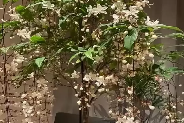 垂丝茉莉叶片发黑是什么原因呢,垂丝茉莉叶片发黑的原因插图3 垂丝茉莉叶片发黑是什么原因呢,垂丝茉莉叶片发黑的原因插图3