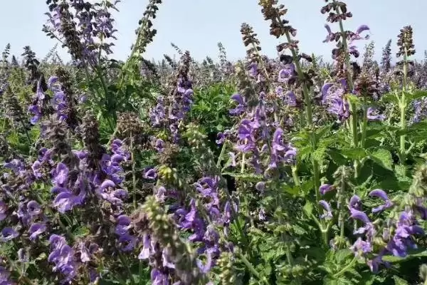丹参的蜜源植物属性,丹参是不是蜜源植物有何依据插图3 丹参的蜜源植物属性,丹参是不是蜜源植物有何依据插图3