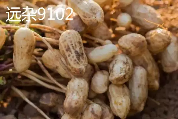 山东适合种植哪些花生高产品种?插图1 山东适合种植哪些花生高产品种?插图1