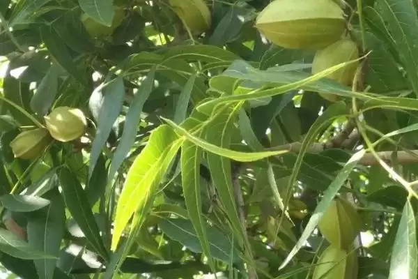 薄壳山核桃的繁殖方法有哪些呢,薄壳山核桃如何繁殖插图3 薄壳山核桃的繁殖方法有哪些呢,薄壳山核桃如何繁殖插图3