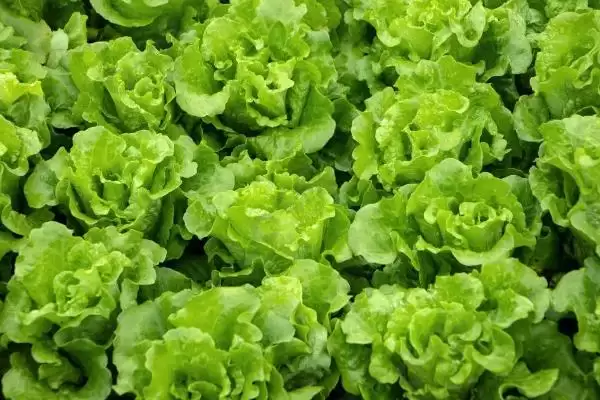 蔬菜食用菌类存放最佳温度多少？插图2