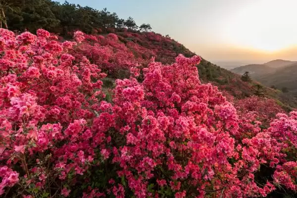 杜鹃花的开放时间,杜鹃花何时开放受什么因素影响插图3 杜鹃花的开放时间,杜鹃花何时开放受什么因素影响插图3