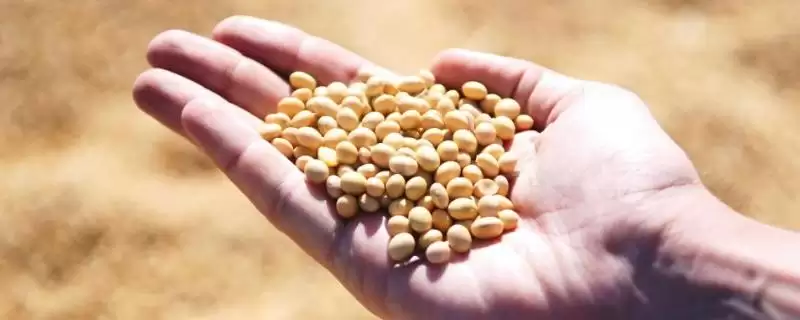 圣豆25大豆种子中熟夏大豆特性？-会东网