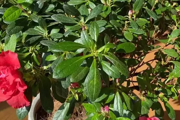 杜鹃花花期的养护方法,杜鹃花的花期如何进行养护管理插图4 杜鹃花花期的养护方法,杜鹃花的花期如何进行养护管理插图4