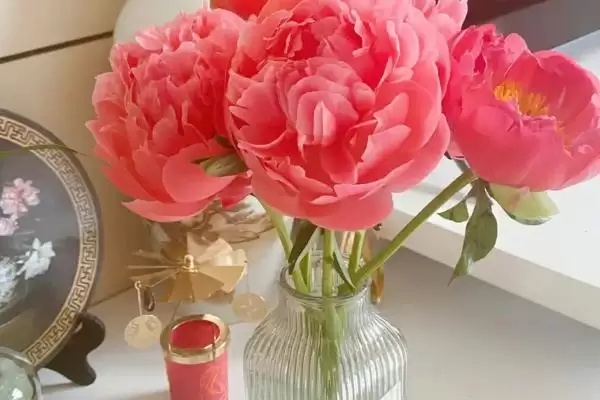 春天怎样种植芍药花合适吗,春天怎么种植芍药花插图3 春天怎样种植芍药花合适吗,春天怎么种植芍药花插图3