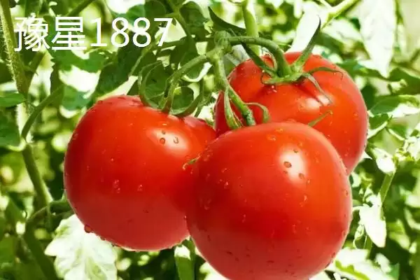 番茄新品种介绍,番茄有哪些各具特色的新品种插图2 番茄新品种介绍,番茄有哪些各具特色的新品种插图2