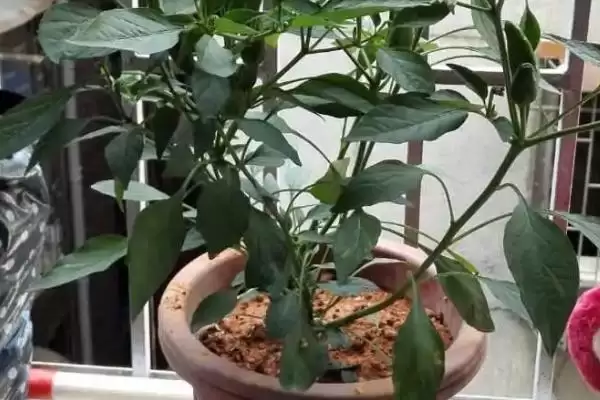 朝天椒播种前后如何进行管理呢,朝天椒播种前后管理方法插图2 朝天椒播种前后如何进行管理呢,朝天椒播种前后管理方法插图2