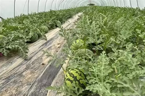 大棚多膜覆盖西瓜的栽培方法是,大棚多膜覆盖西瓜的栽培方法插图12 大棚多膜覆盖西瓜的栽培方法是,大棚多膜覆盖西瓜的栽培方法插图12