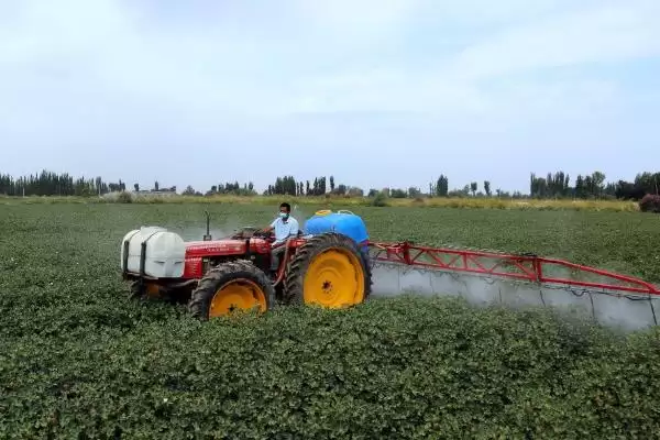 常用氟节胺矮壮素多效唑棉花免打顶剂药种类插图5 常用氟节胺矮壮素多效唑棉花免打顶剂药种类插图5