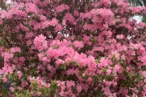 杜鹃花的寓意象征,杜鹃花的寓意有哪些方面的象征意义插图1 杜鹃花的寓意象征,杜鹃花的寓意有哪些方面的象征意义插图1