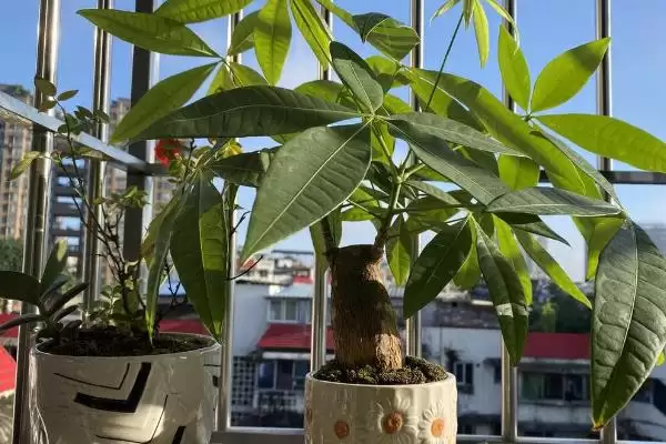 发财树发黄的原因,发财树发黄的原因是缺少肥料所致吗插图3
