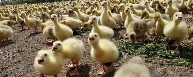 鹅苗脱温的日龄,鹅苗多少日龄算达到脱温的标准插图 鹅苗脱温的日龄,鹅苗多少日龄算达到脱温的标准插图