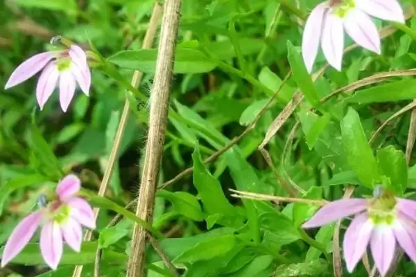 半边莲是一种怎样的植物呢,半边莲简介插图3 半边莲是一种怎样的植物呢,半边莲简介插图3