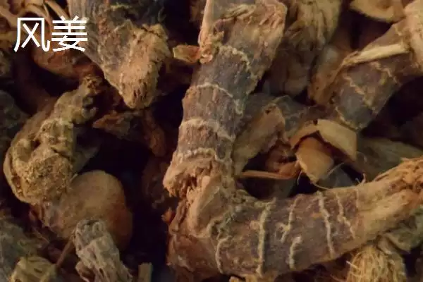 风姜的主要产地,风姜的产地主要在哪些地方插图4 风姜的主要产地,风姜的产地主要在哪些地方插图4