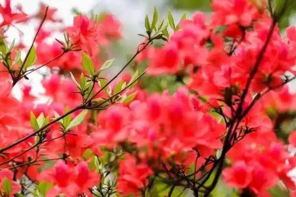 杜鹃花的寓意象征,杜鹃花的寓意有哪些方面的象征意义插图3 杜鹃花的寓意象征,杜鹃花的寓意有哪些方面的象征意义插图3