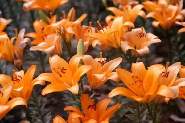 橙色百合花有什么寓意和象征呢,橙色百合花的寓意插图4 橙色百合花有什么寓意和象征呢,橙色百合花的寓意插图4