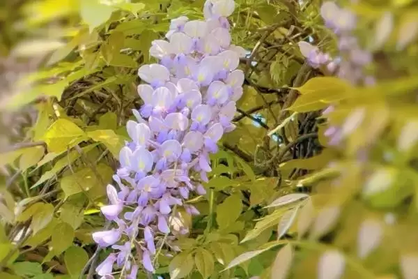紫藤和葛花不是同一种植物原因?插图1 紫藤和葛花不是同一种植物原因?插图1