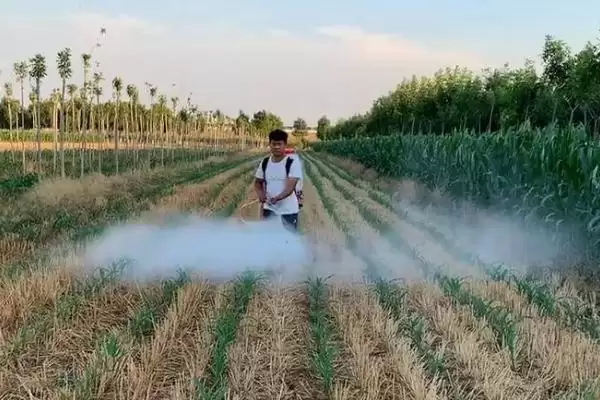 防除博落回除草剂,防除博落回可用哪些除草剂种类插图1 防除博落回除草剂,防除博落回可用哪些除草剂种类插图1