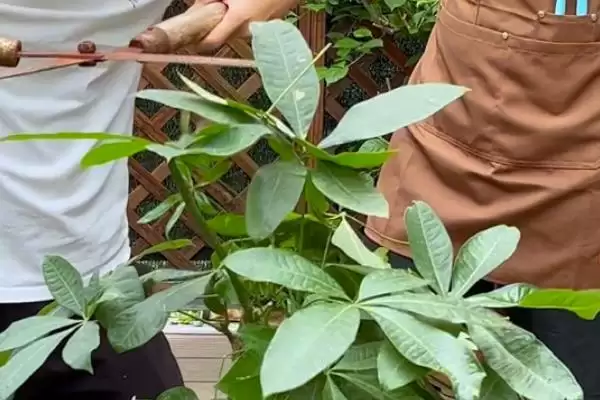 发财树发黄的原因,发财树发黄的原因是缺少肥料所致吗插图4